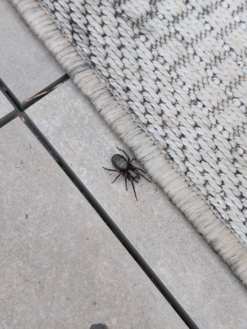 Eine dunkle Finsterspinne sitzt auf Fliesenboden neben dem Rand eines Teppichs. Sie verharrt regungslos auf der harten Oberfläche.