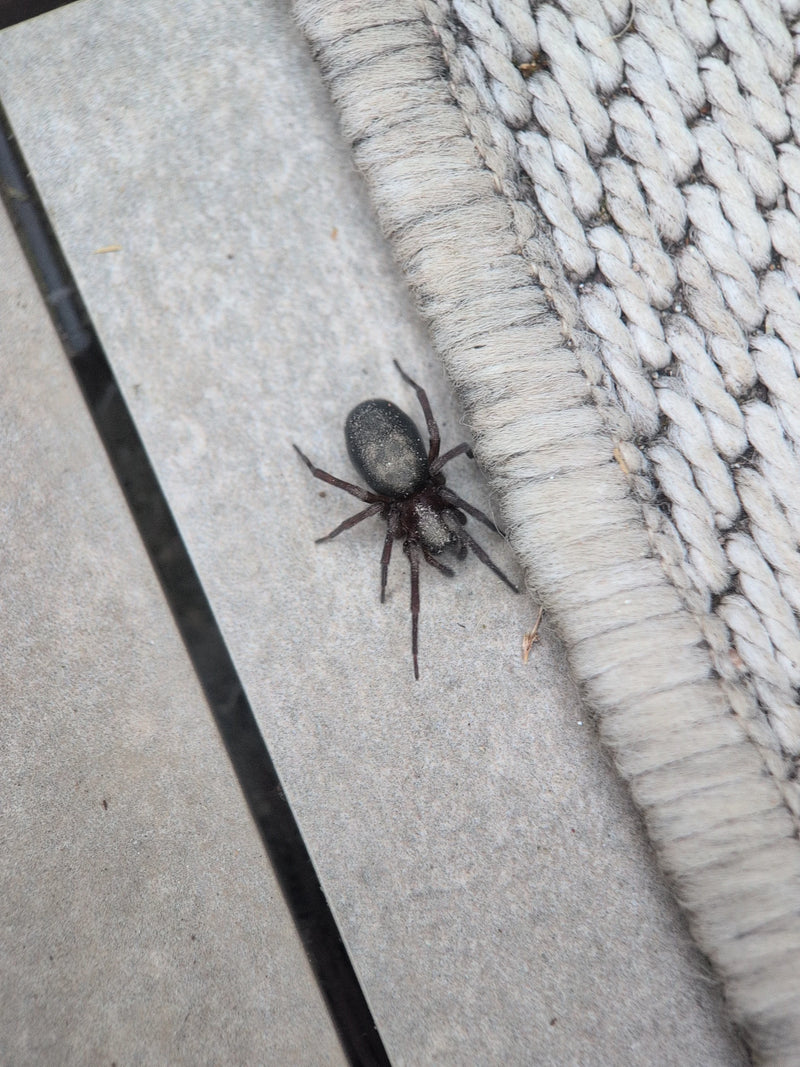 Eine dunkle Finsterspinne sitzt auf einem Holzboden direkt neben einem hellen Teppichrand. Das Tier ist von oben gut zu erkennen.