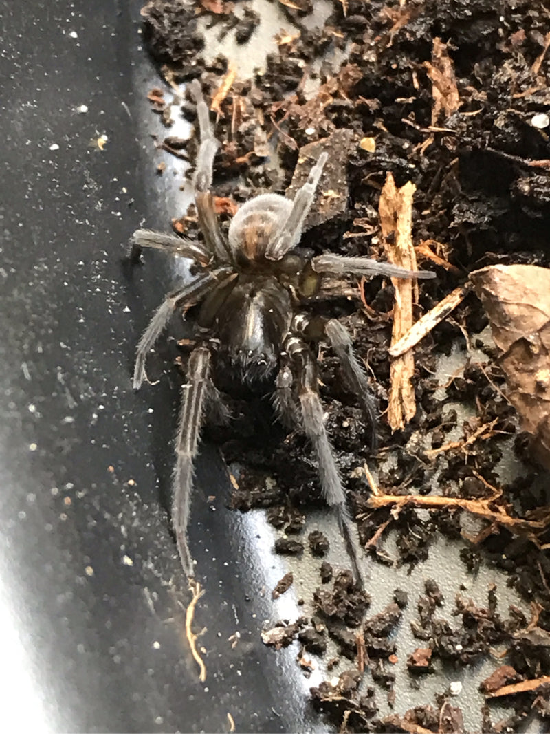 Auf der Aufnahme ist eine Finsterspinne zu sehen, die auf dunkler Erde ruht. Das Tier zeigt seine typische dunkelbraune bis schwarze Färbung.