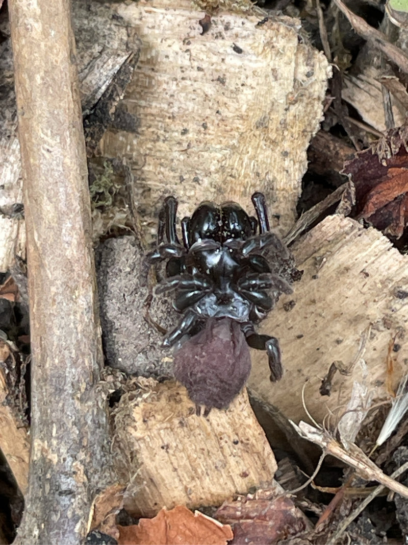 Eine große Finsterspinne sitzt auf Holzrinde am Boden. Sie zeigt ihre typische dunkle und glänzende Färbung.
