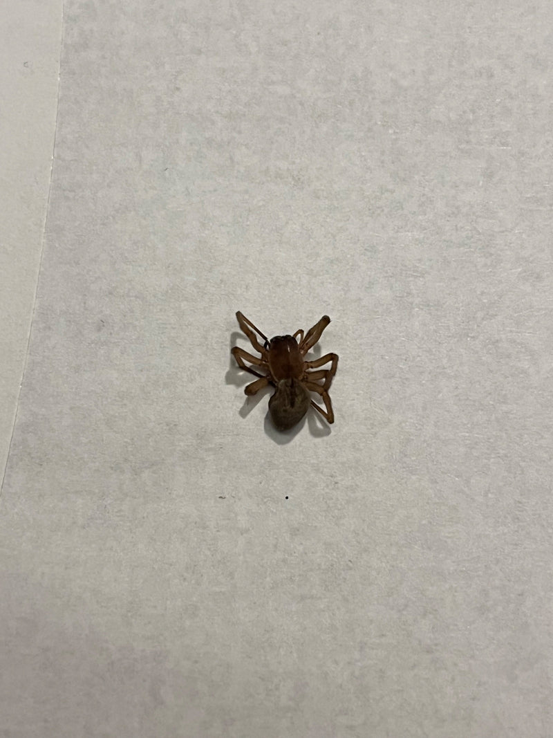 Finsterspinne (Gattung) — Bild 1 von 1
