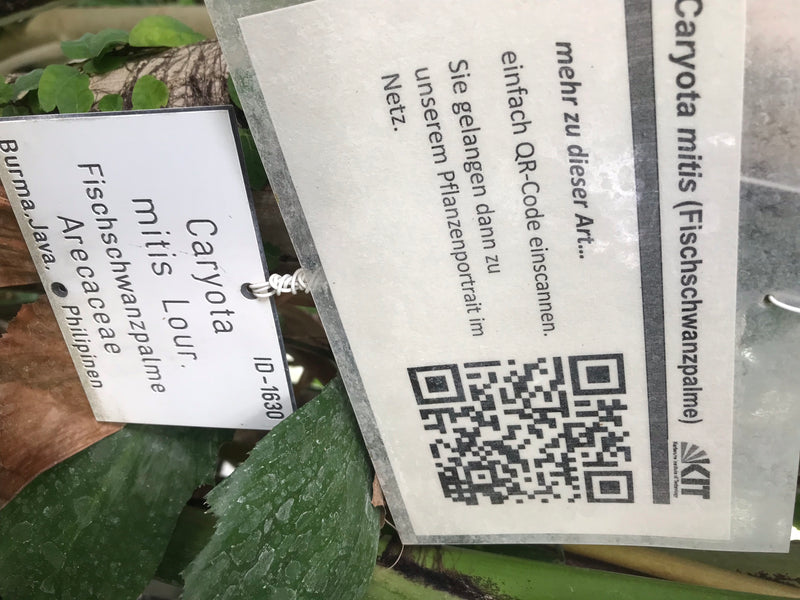 Fischschwanzpalme — Bild 5 von 6