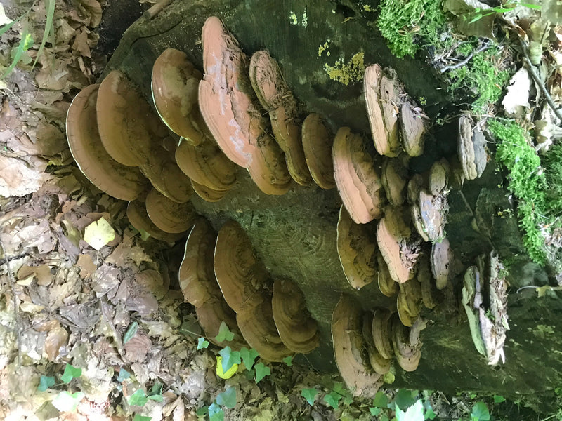 Flacher Lackporling — Bild 1 von 1