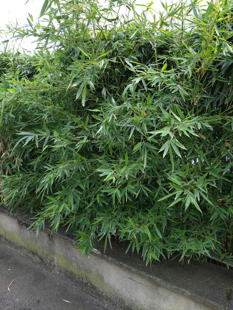 Zu sehen ist eine dichte Ansammlung grüner Blätter und Halme des Flachrohrbambus hinter einer niedrigen Betonmauer. Die Pflanze wächst in einer urbanen oder ...