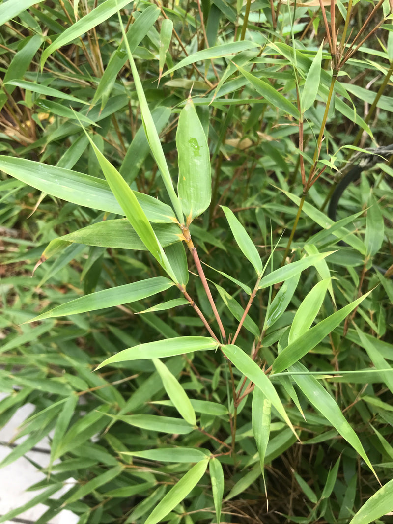 Flachrohrbambus — Bild 4 von 15