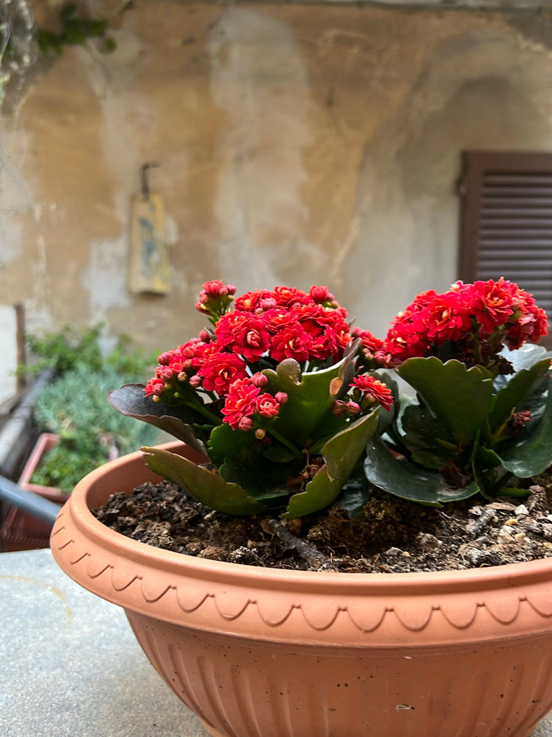 Zu sehen ist ein blühendes Flammendes Käthchen in einem terracottafarbenen Blumentopf vor einer rustikalen Wand. Die Pflanze zeigt kräftig rote Blüten und di...