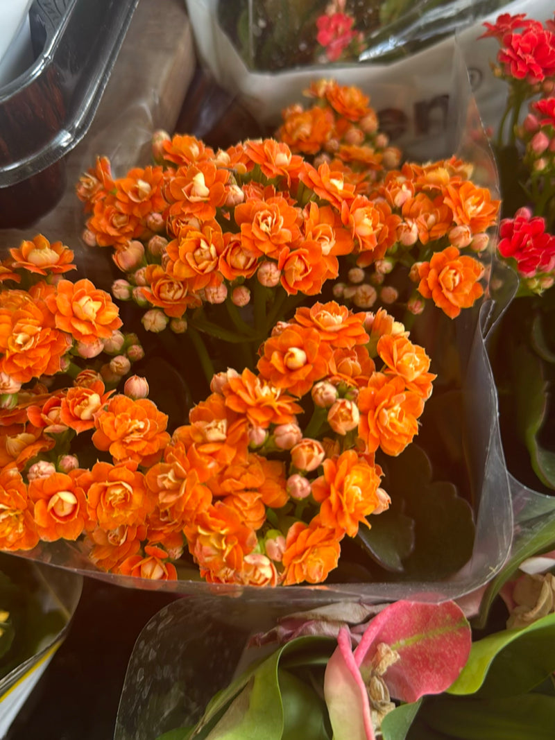 Auf dem Bild ist eine üppige Ansammlung leuchtend orangefarbener Blüten des Flammenden Kätchens zu sehen. Die kleinen, gefüllten Blüten stehen dicht beieinan...