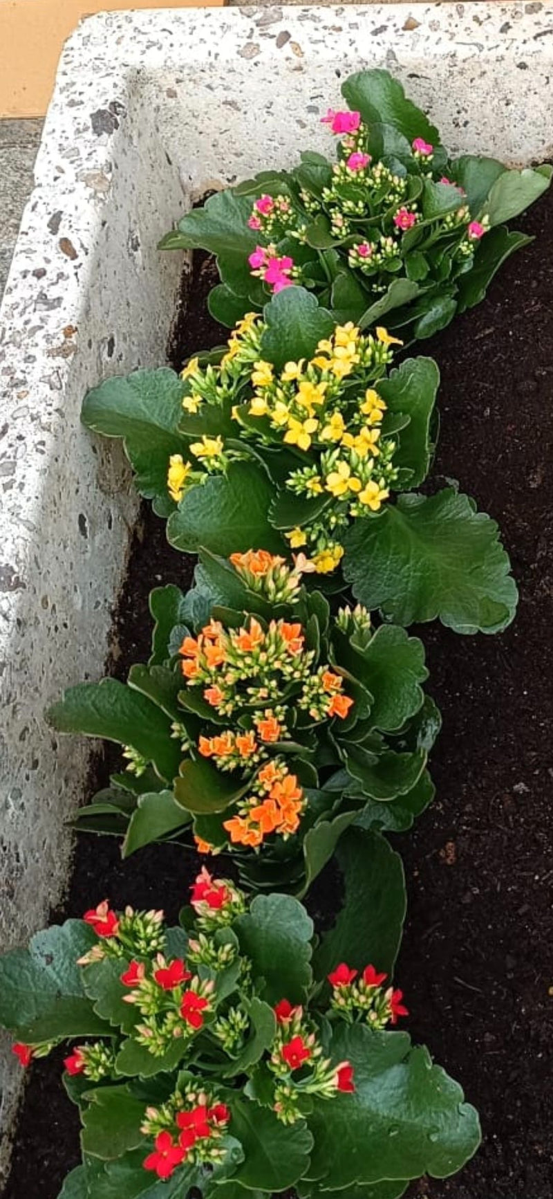 Mehrere blühende Exemplare des Flammenden Käthchens stehen in einer Reihe in einem länglichen Blumenkasten mit Erde.