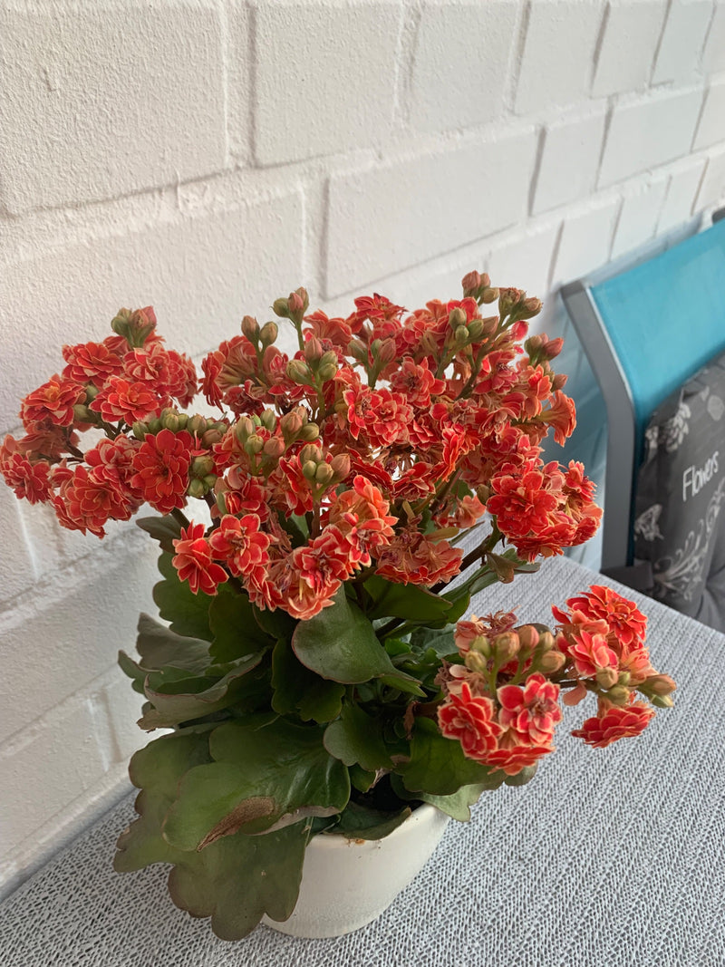 Das Bild zeigt ein Flammendes Käthchen in einem weißen Blumentopf auf einem Tisch vor einer hellen Wand. Die Pflanze präsentiert zahlreiche kräftig rote Blüt...