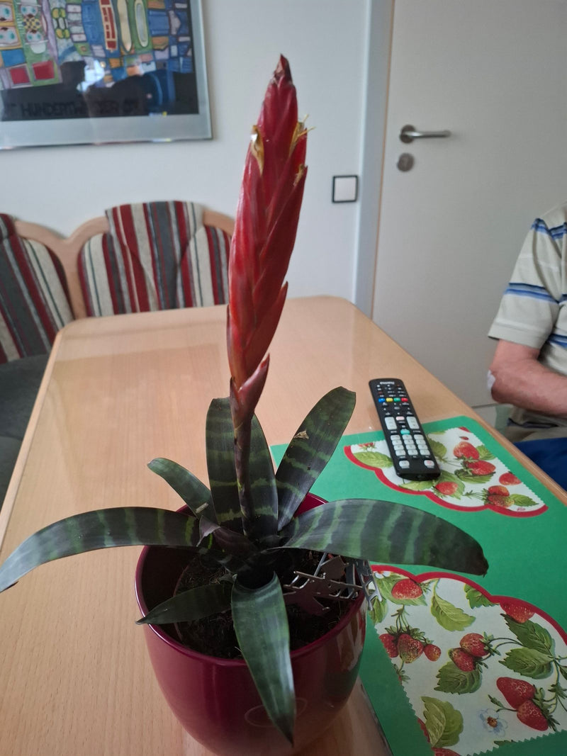 Zu sehen ist ein Flammendes Schwert in einem roten Blumentopf, der auf einem Holztisch in einem Innenraum steht. Die Pflanze zeigt ihre typischen getigerten ...
