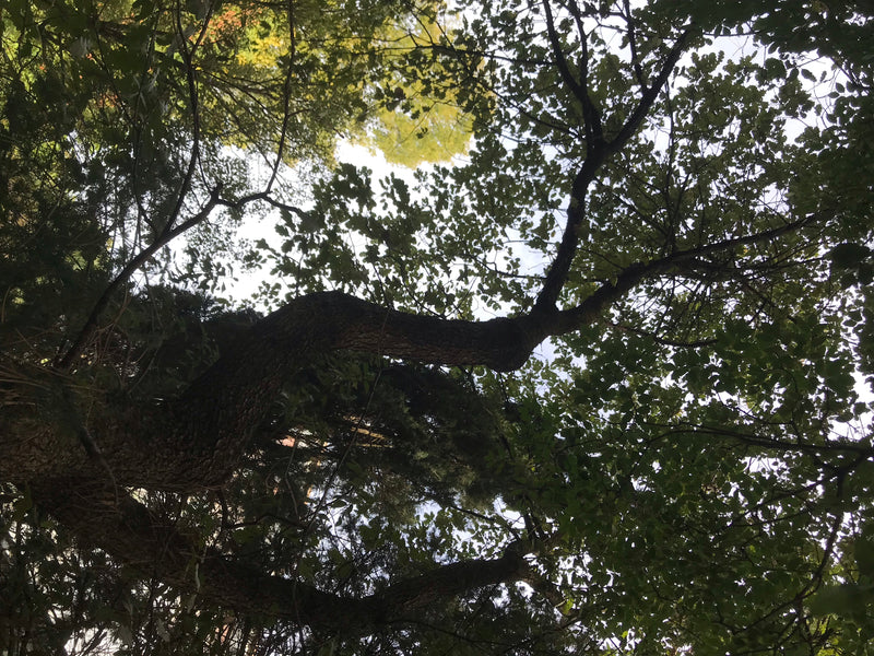 Flaumeiche — Bild 1 von 3