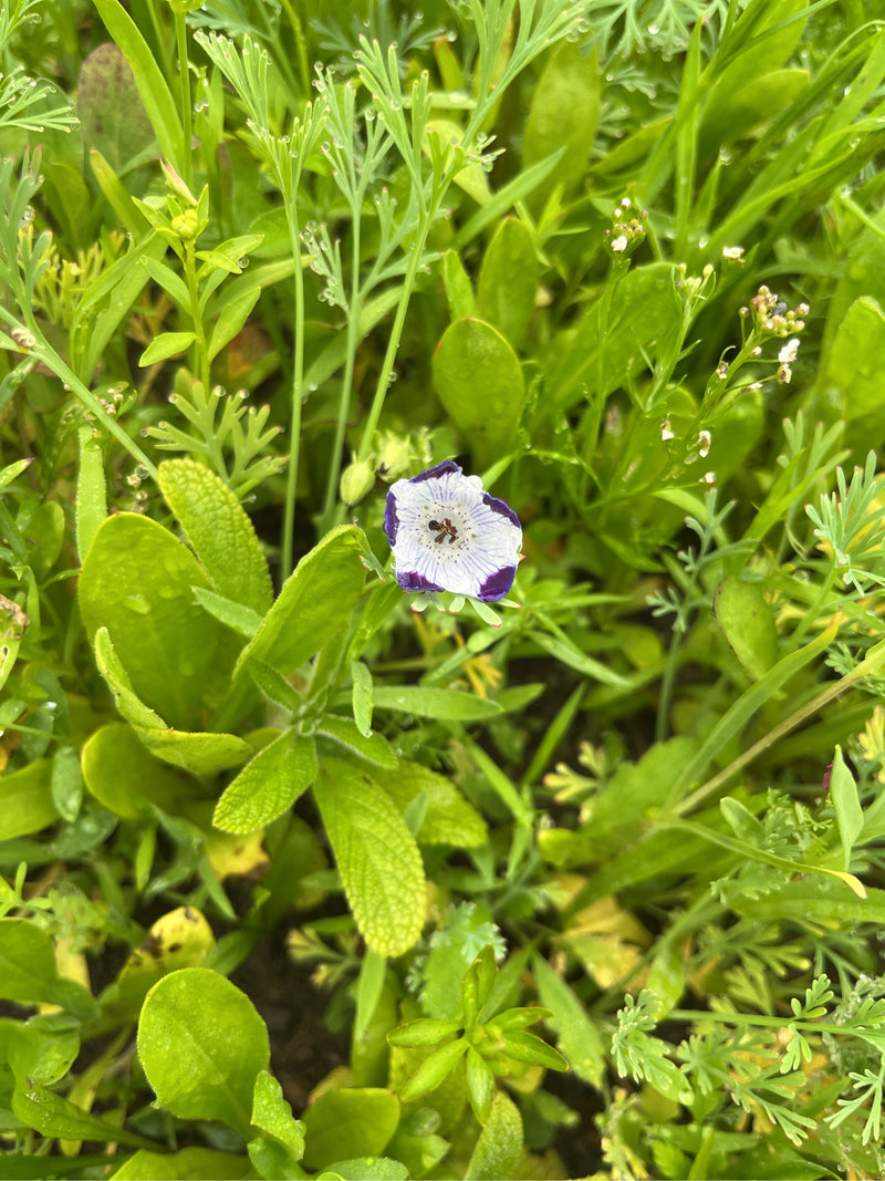 Fleckiges Hainblümchen — Bild 1 von 1