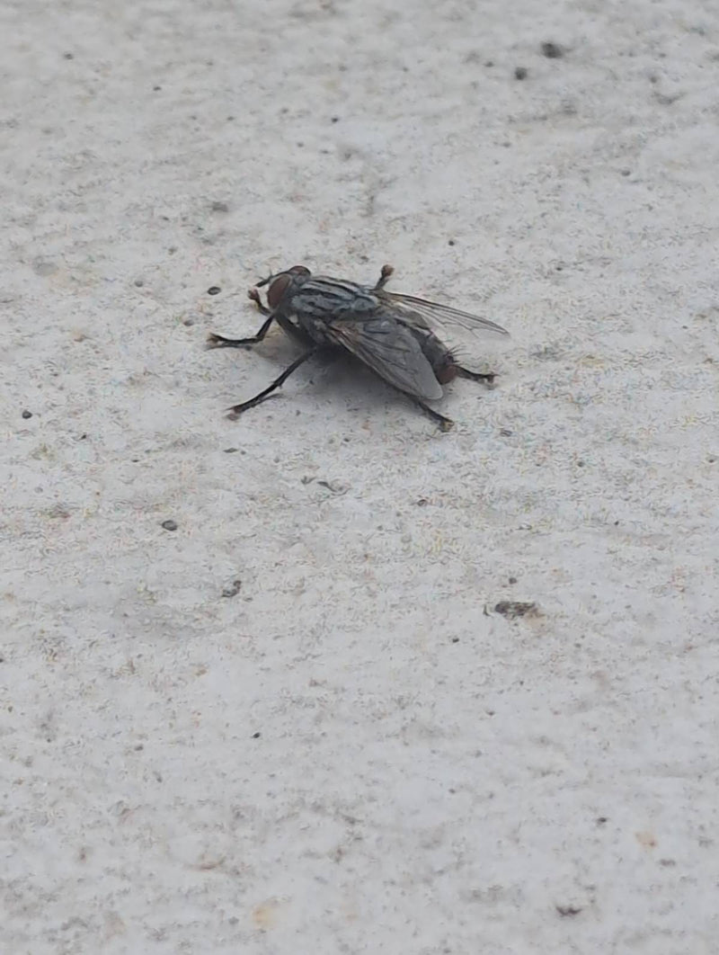 Diese Fliegen sind an ihrem schachbrettartigen Muster auf dem Hinterleib und den drei dunklen Längsstreifen auf dem Thorax erkennbar. Sie legen ihre Larven o...