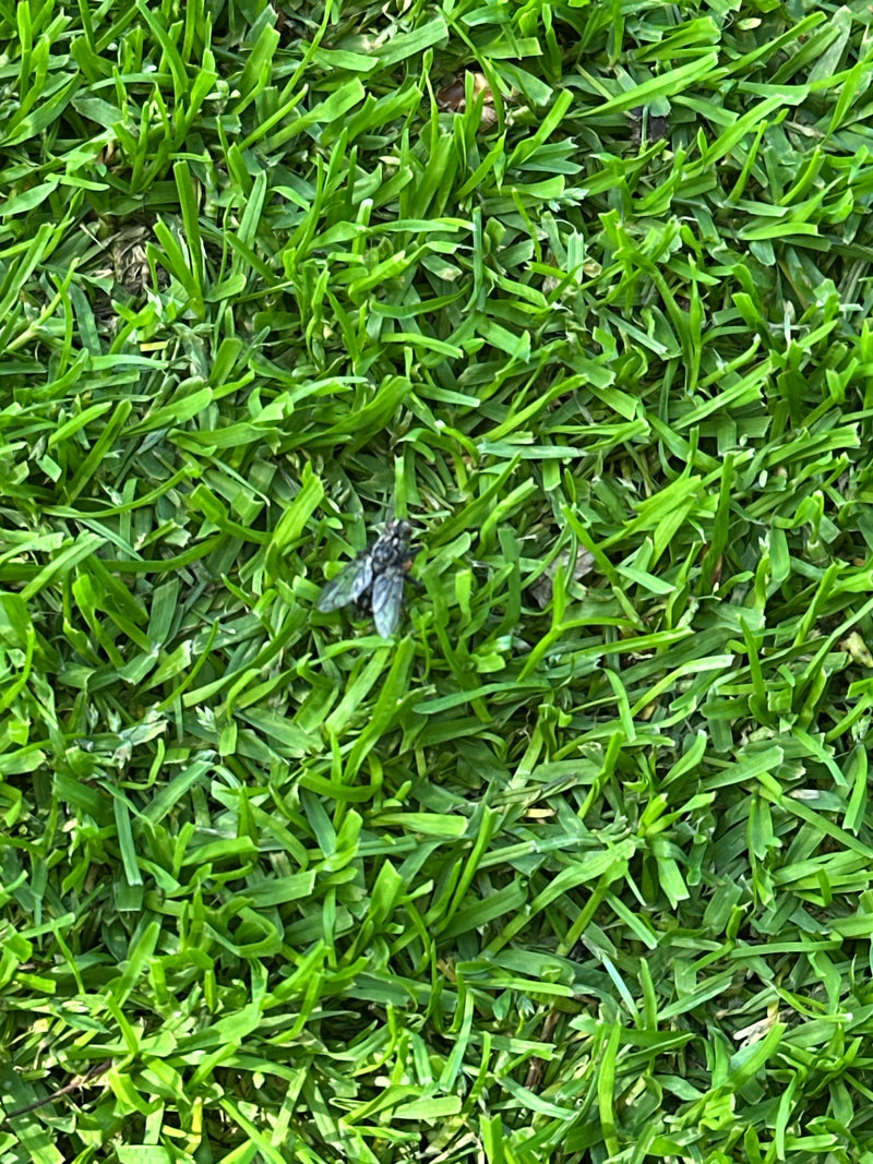 Eine Fleischfliege sitzt auf einer grünen Rasenfläche. Die Aufnahme zeigt das Insekt von oben.