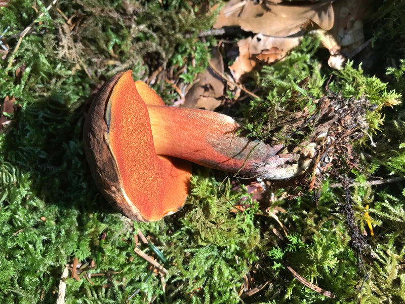Flockenstieliger Hexenröhrling — Bild 2