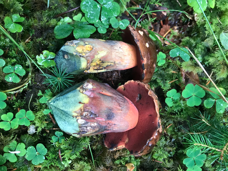 Flockenstieliger Hexenröhrling — Bild 3