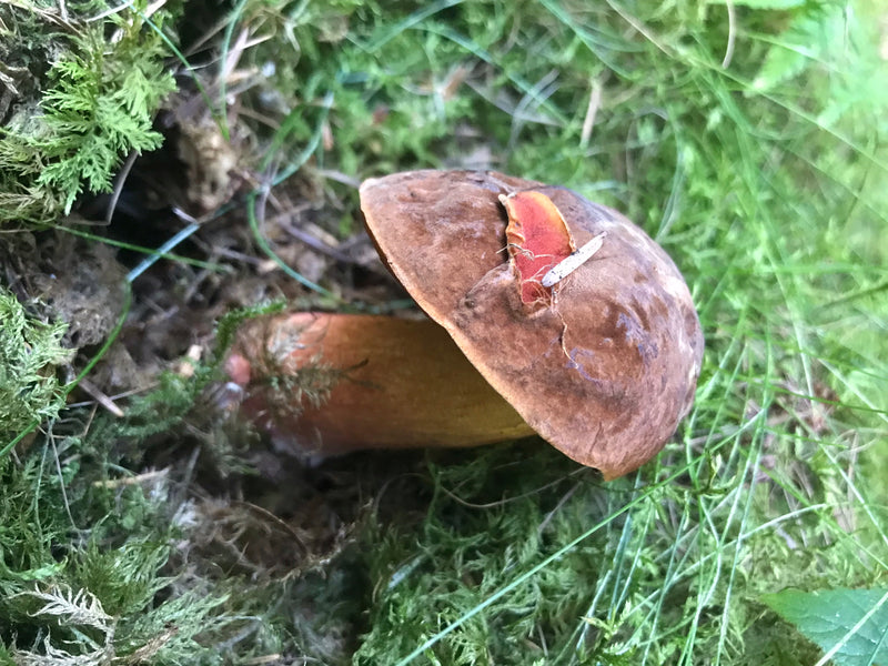 Flockenstieliger Hexenröhrling — Bild 5
