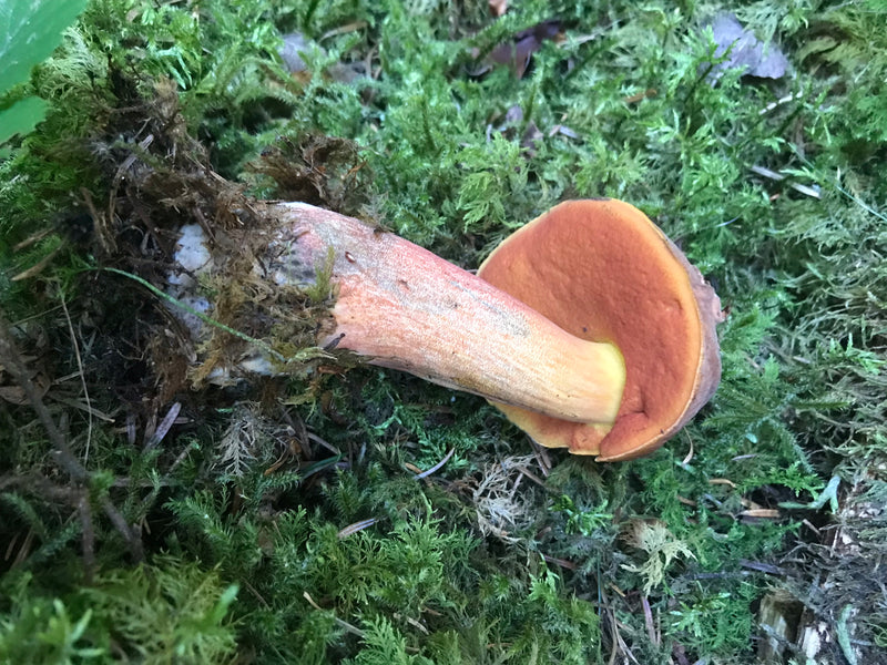 Flockenstieliger Hexenröhrling — Bild 4