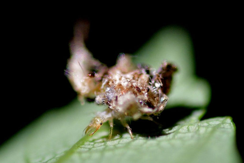 Zu sehen ist die Larve einer Florfliege auf einem grünen Blatt. Sie trägt typischerweise Tarnmaterial auf ihrem Rücken.