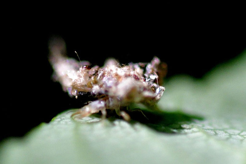 Auf einem grünen Blatt sitzt eine Florfliegenlarve, die ihren Körper mit einer Tarnschicht aus Schmutz und Überresten bedeckt hat. Das Insekt verharrt regung...