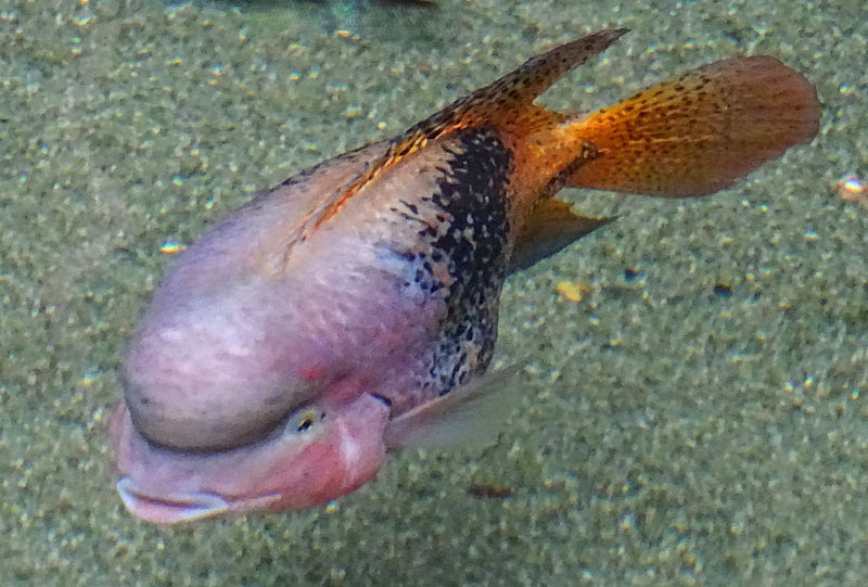 Flowerhorn-Buntbarsch — Bild 1 von 1