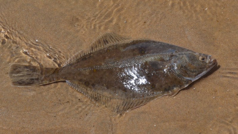 Eine Flunder liegt im flachen Wasser auf sandigem Untergrund.