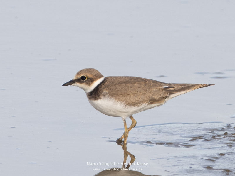Ein Flussregenpfeifer steht im flachen Wasser am sandigen Ufer. Der kleine Vogel ist in Seitenansicht klar zu erkennen.