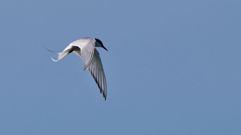 Eine Flussseeschwalbe fliegt vor einem klaren blauen Himmel. Sie ist gut im Flug von unten zu erkennen.