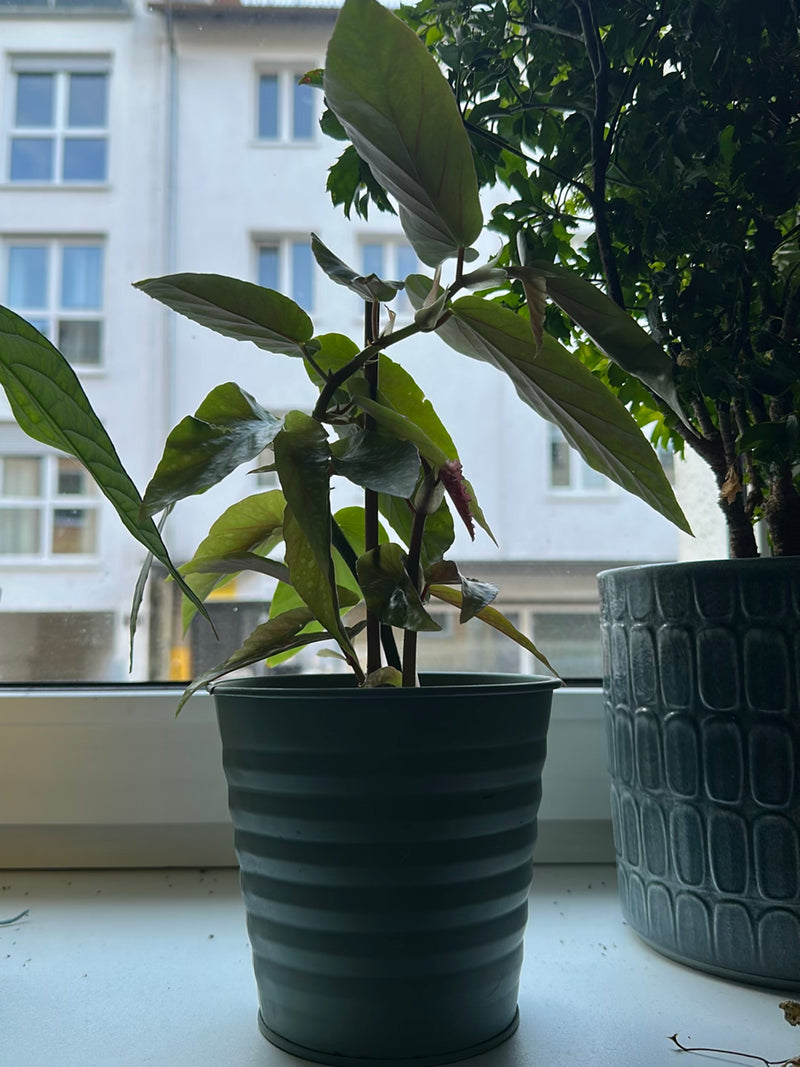 Zu sehen ist eine Forellenbegonie in einem grünen Blumentopf, die auf einer Fensterbank steht. Im Hintergrund ist unscharf ein Gebäude zu erkennen.
