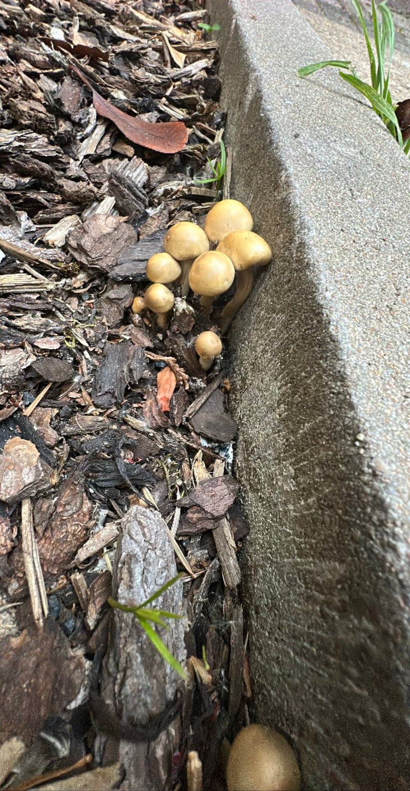 Eine Gruppe von Frühen Ackerlingen wächst auf Rindenmulch direkt an einem Betonrandstein. Die hellbraunen Fruchtkörper zeigen gut ausgeprägte Hüte und Stiele.