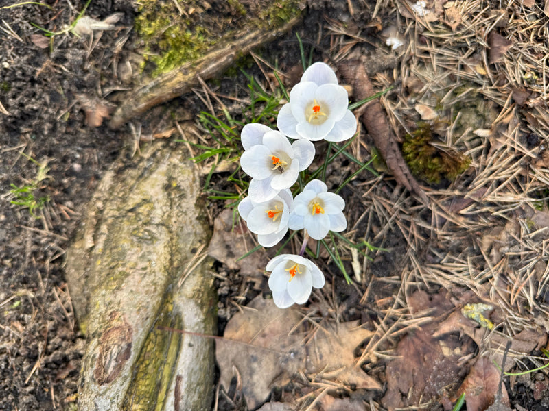 Frühlings-Krokus — Bild 2 von 10