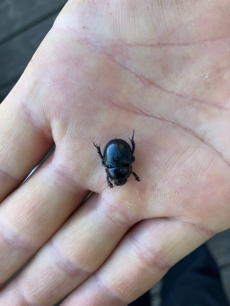 Auf dem Bild ist ein Frühlings-Mistkäfer zu sehen, der auf einer offenen menschlichen Hand sitzt. Der glänzende, schwarze Käfer ist scharf abgebildet und gut...