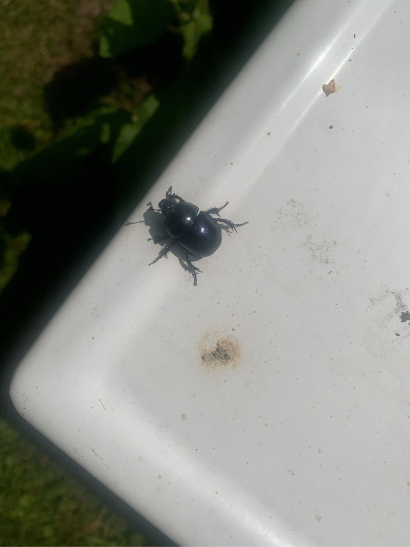 Ein schwarzer Frühlings-Mistkäfer sitzt auf einer glatten, hellen Oberfläche. Das Inekt ist gut erkennbar und von oben fotografiert.