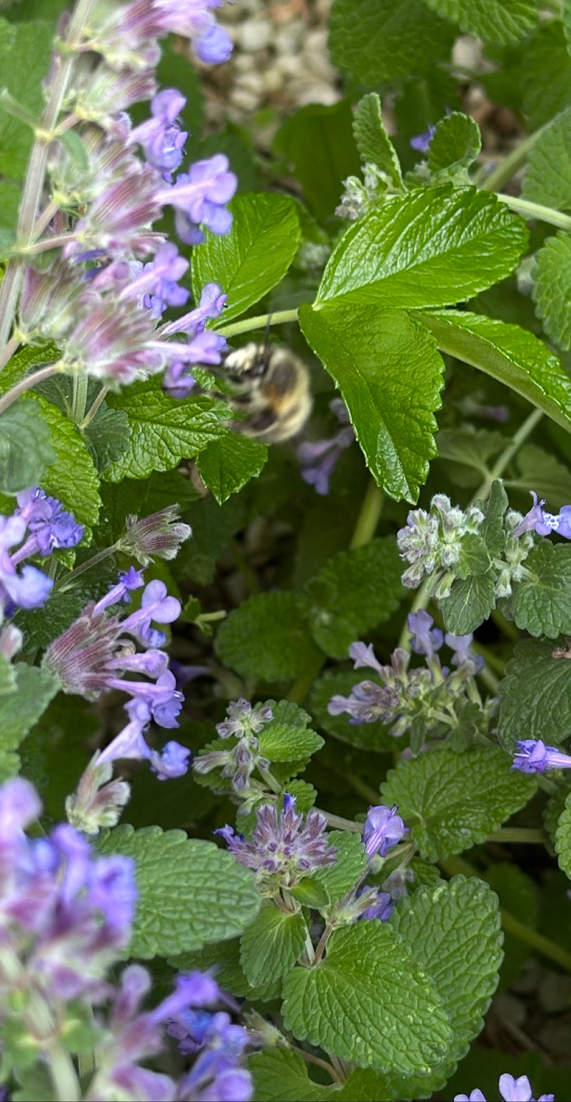 Eine Frühlings-Pelzbiene fliegt unscharf an lila Blüten zwischen grünem Laub.