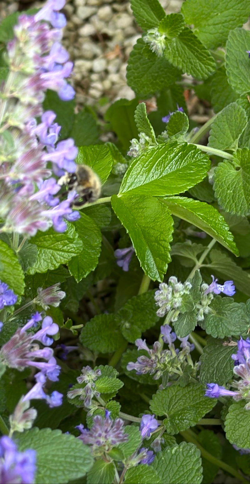 Eine Frühlings-Pelzbiene sitzt auf einer lila Blüte umgeben von grünem Laub und sammelt Nektar.