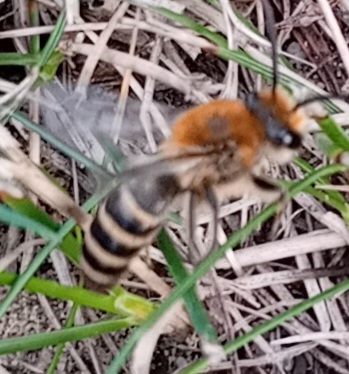 Frühlings-Seidenbiene (Colletes cunicularius) – Bild 1