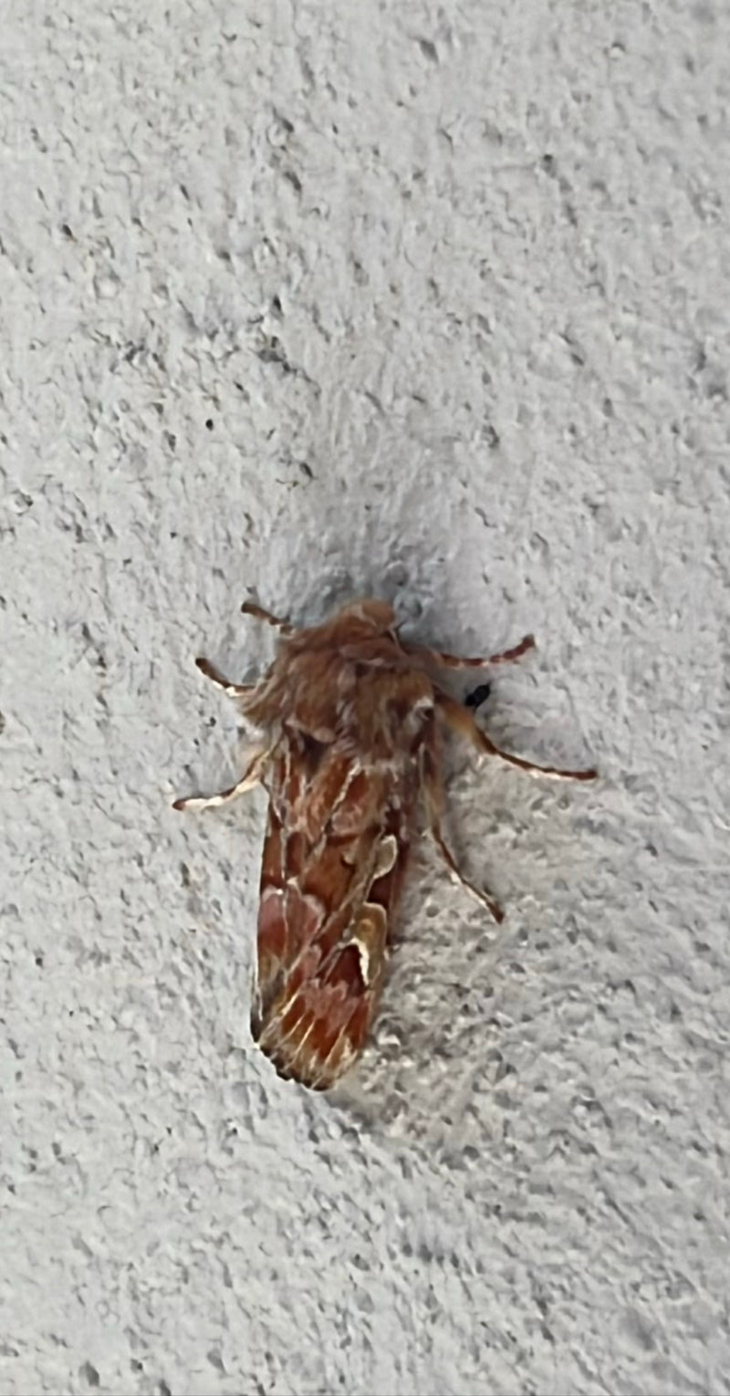 Auf dem Bild ist ein Frühlings-Wollafter zu sehen, der auf einer hellen Wand ruht. Der borstig behaarte Nachtfalter zeigt seine braune Flügelzeichnung.