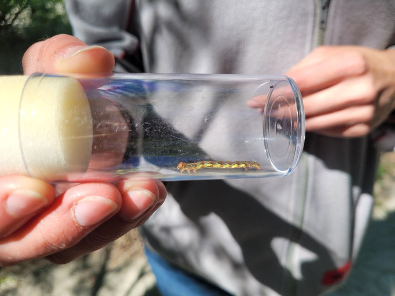 Eine Raupe des Kleinen Frostspanners befindet sich in einem transparenten Plastikröhrchen, das von Händen gehalten wird.
