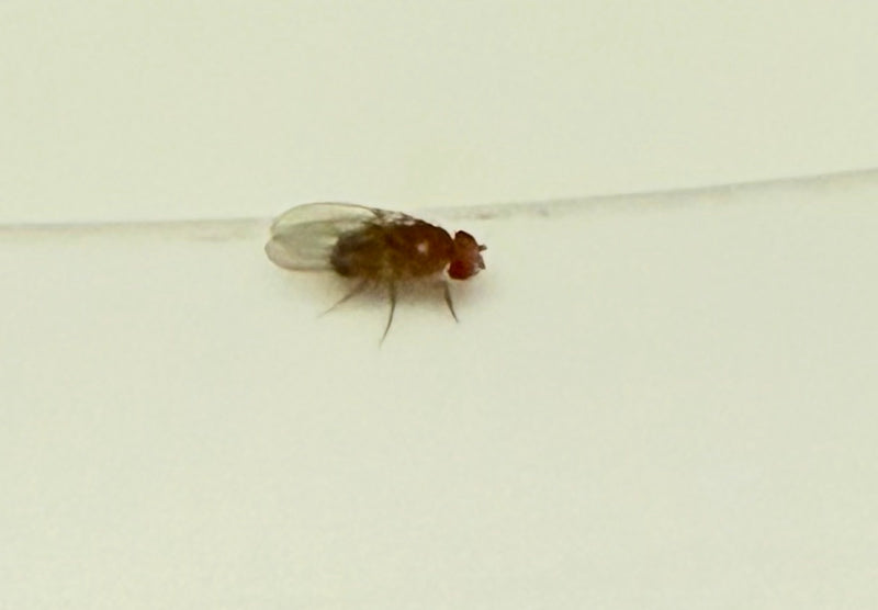 Fruchtfliege (Puppe) — Bild 5 von 5