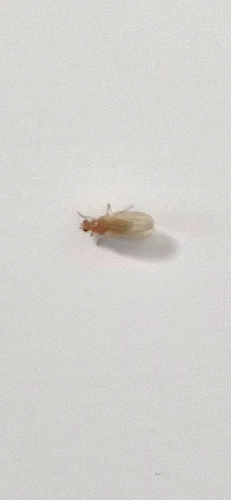 Fruchtfliege (Puppe) — Bild 4 von 5