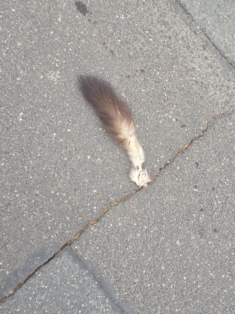 Fuchskusu — Bild 2 von 11