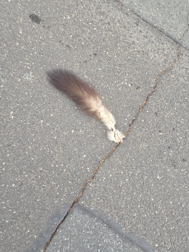 Fuchskusu — Bild 3 von 11