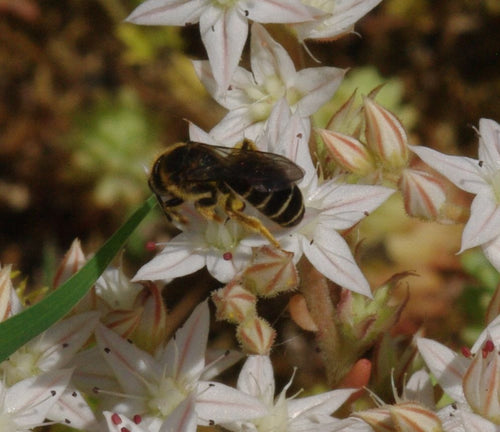 Furchenbiene (Lasioglossum), 22.06.2026