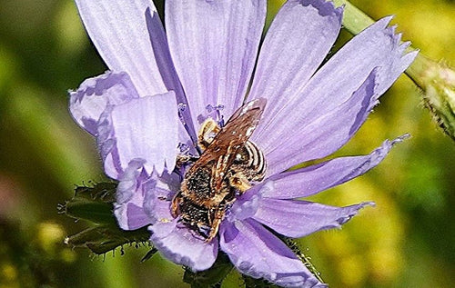 Furchenbienen (Halictus), 27.07.2026