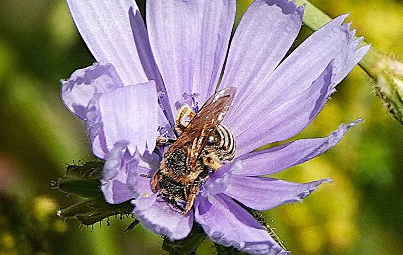 Furchenbienen — Bild 1 von 6