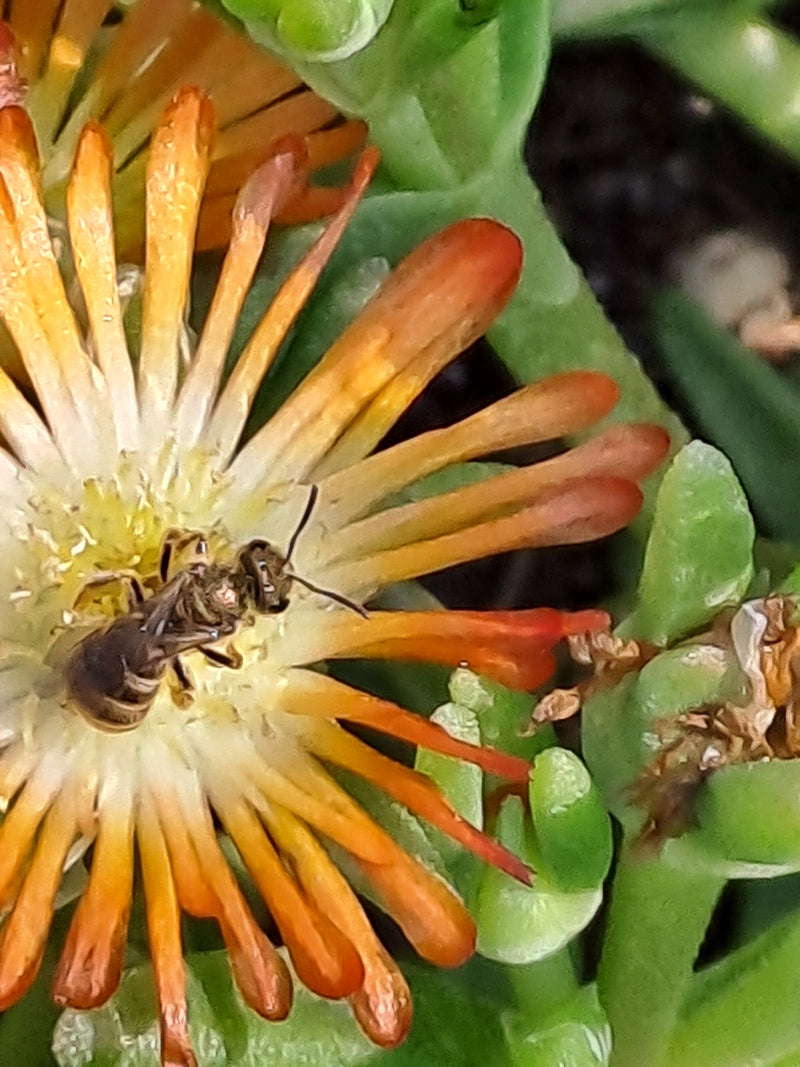 Furchenbienen — Bild 3 von 6