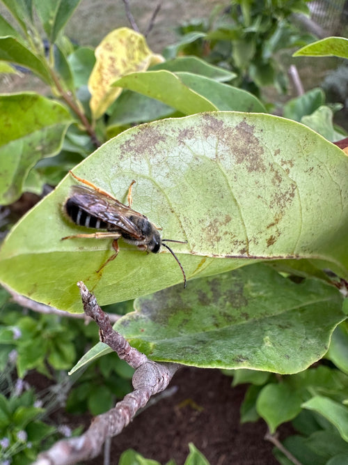 Furchenbienen (Halictus) – Bild 3