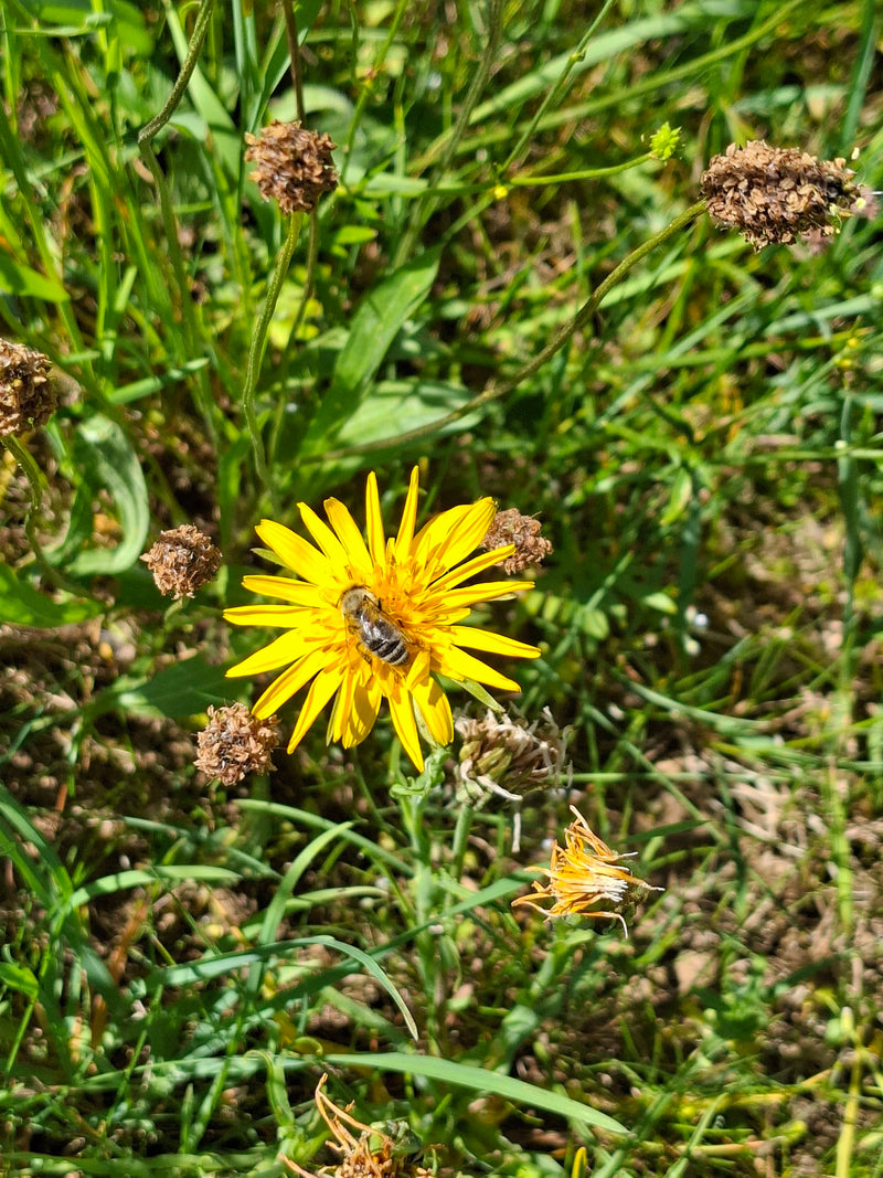 Eine Furchenbiene sitzt auf einer gelben Blüte inmitten von grünem Gras. Sie ist gut zu erkennen und nimmt Nektar auf.