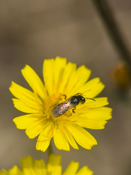 Furchenbiene (Lasioglossum), 14.06.2026