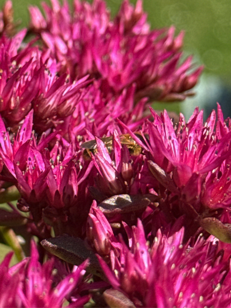 Furchenbienen — Bild 2 von 6